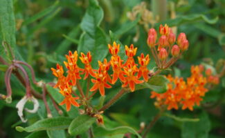 <b>Native!</b> Lovely orange and yellow flowers in June and July, followed by small milkweed pods. An important food source for Monarch Butterflies in particular. Must have a dry, sunny site for best success. Also very deer resistant! <br/><br/>Featured in the Butterfly Garden in the DBL Garden at Rutgers Gardens cluster of intense orange flowers