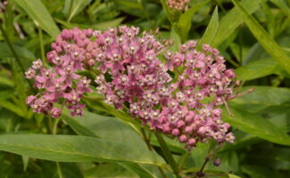 <b>Native!</b> Unlike its cousin below, this Milkweed prefers average to moist soils in full sun for best success. Growing to 3-4' tall, this species develops attractive pink flowers in July and August. Also a food source for the Monarch Butterfly and is very deer resistant! cluster of pinkish-purple flowers