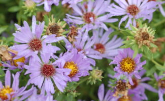 An autumn bloomer, providing lavender-blue flowers from October into November on 18-24” stems. Throughout the spring and summer, this plant covers the ground impressively and makes a very nice groundcover for sunny locations. Full sun and humus rich soils are best, but it is tolerant of light shade and most soil types, with the exception of those that are permanently wet. lavender flowers