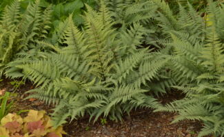 The leaf fronds are silver-white in appearance! A spreading plant, it is a great addition to that dark shady corner. clumps of freen fern fronds