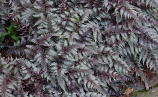 Silver, purple and green foliage make this fern a staple for the shady garden. Plants will slowly expand and become a sizable groundcover in time for the shady garden spot. The 2004 Perennial Plant of the Year. <br/><br/>Featured in front of the Gift Shop at Rutgers Gardens. colorful purple and silver fern fronds