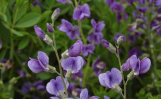 <b>Native!</b> A plant native to NJ, it produces very attractive pea shaped blue flowers in May. It is deer resistant, drought tolerant and is a very carefree and drought tolerant perennial. The foliage turns dark purple in the fall and looks great in contrast with grasses that turn orange or yellow come October. <br/><br/>Featured in front of Holly House at Rutgers Gardens. lavender-blue flower clusters