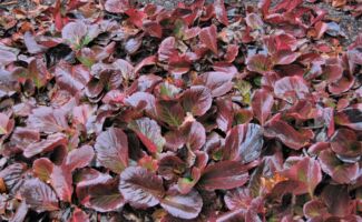 The foliage is thick and leathery, which gives rise to its common name (it sounds like a pig squeaking when the leaves rub together). The foliage than turns a gorgeous maroon red for the winter. In April, umbels of pink flowers appear. A carefree plant, ideal for shade or sun. <br/><br/>Featured in the Otken’s Garden at Rutgers Gardens. low, red-colored, rounded groundcover foliage