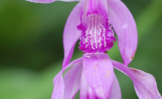Deep pink orchid flowers in June over attractive wide green foliage. Sound too tropical to be true? Bletilla is an orchid that is hardy in NJ! Grow in light shade in soils that are rich in organic matter and evenly moist. lavender-pink orchid flower