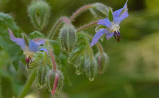 Borage is actually an annual but it typically self-sows so it is included here under perennials. The foliage can be cooked and eaten as a vegetable, but it is the flowers that are most intriguing. They are typically pink to start and turn to the most beautiful blue within a day. When eaten, they taste like cucumbers and are ideal for garnishing a salad! Full sun, well-drained soils. nodding, hairy buds and star-shaped blue flowers