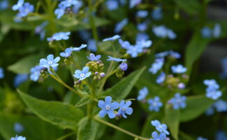 Large, dark green leaves provide the backdrop for sprays of tiny blue flowers that last from early April into mid-May. A very low maintenance plant that will pleasantly self-sow. Tolerant of moisture and drought if provided protection from the sun. clusters of dainty blue flowers