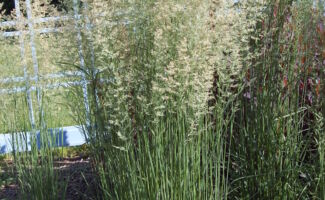 A very vertical plant, growing to 5’ in height and 2’ across. The flowers appear in June, and are initially pink and ‘fluffy’, becoming narrow and tan by August. Remains ornamental well into January or February, depending upon snow load. Full sun, moist to dry soils.<br/><br/>Featured at the Otken Memorial Garden at Rutgers Gardens. tall clump of green grass with airy inflorescences