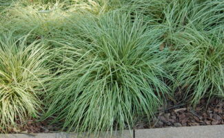 Do you need a golden variegated grass to warm up a spot in your garden? Evergold grows to 8” tall, but produces leaf blades that are up to 18” in length. It looks great used in a container where the leaves can tumble down over the side of the pot! Good in sun or light shade in soils that do not remain water logged for long periods. rounded clumps of thin, blue-green grass