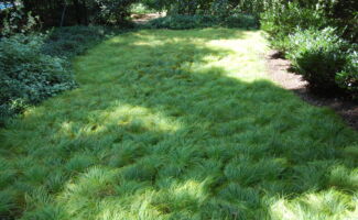 <b>Native!</b> Often seen growing amongst oak trees, which gives it its common name, this Sedge spreads nicely by rhizomes to form a nice thick groundcover. Ideal in dry shade, Oak Sedge makes a great groundcover through which other perennials can emerge. Requires no watering, fertilizing or cutting back, since the previous year’s foliage mats down and creates a mulch through which the current season's growth emerges. Little known by the gardening community and it makes a great living mulch! large swath of green clumps of grass