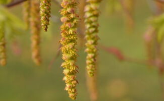 <i>Carpinus caroliniana</i> (American Hornbeam) dangling chartreuse catkins
