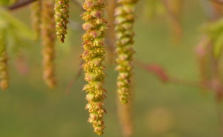 <i>Carpinus caroliniana</i> (American Hornbeam) dangling chartreuse catkins