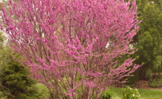 <i>Cercis chinensis</i> ‘Don Egolf’ (Chinese Redbud) leafless tree covered with pink flowers