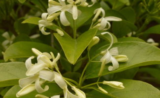 <i>Chionanthus retusus</i> ‘Tokyo Tower’ (Chinese Fringe Tree) cluster of white flowers