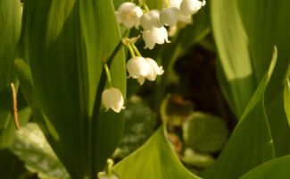 White, extremely fragrant bell-like flowers in May. A very long lived plant, best located in light shade in soils of average moisture to droughty. Some orange fruits are produced in the fall. <br/><br/> Featured in the Art Rudolph Sun and Shade Garden at Rutgers Gardens. single green leaves with spikes of white, bell-shaped flowers