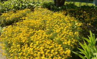 Bright yellow flowers from mid-June through September over cutleaf foliage. Stems grow to 18” tall and the stems slowly spread slowly spreading into a great groundcover. <br/><br/>Featured in the Otken Memorial Garden at Rutgers Gardens. mass of yellow daisy-like flowers with fine, narrow foliage