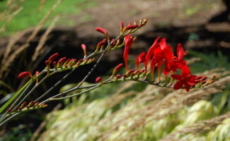 The brilliant bright red flowers appear on long arching stems, providing a very tropical feeling to the garden. The flowers can reach up to 3’ in height, makes an excellent cut flower and is a hummingbird magnet. The foliage is sword like and subtly attractive. Best in full sun in soils that drain well and are enriched with organic matter or compost. <br/><br/>Featured in the Art Rudolph Sun and Shade Garden at Rutgers Gardens. spike of red tubular flowers