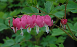 The classic bleeding heart, with pink heart shaped flowers in May. Best in shade. <br/><br/>Featured in the Art Rudolph Memorial Sun and Shade Garden at Rutgers Gardens. strand of hanging, pink-and-white, heart-shaped flowers