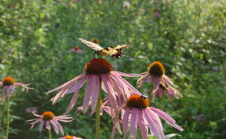 <b>Native!</b> A plant which is beloved by a host of different pollinators. This native old field and prairie plant produces a central bristly cone of apetalous flowers that are surrounded by an outmost row of ray florets that yield a long pink petal that graciously extends out and downward. A most welcome addition to the summer garden where it provides interest for up to 8 weeks of bloom. Full sun, well-drained soils. It grows well under Black Walnuts. yellow butterfly on pink flower with cone-like center