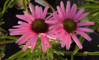 Large pink flowers that have a very nice presentation of the petals, since they are held out perpendicular from the stem in June and July (August). The seeds are beloved by Goldfinches and it is the 1998 Perennial Plant of the Year<br/><br/>Featured in the Red portion of the Chroma Beds in the DBL Garden at Rutgers Gardens. bright pink flowers with round, dark center