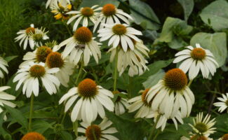 Large white flowers which bloom over an extended period during the summer. white flowers with reflexed petals and round, cone-like centers