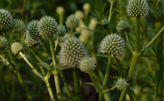 <b>Native!</b> Distinctive, greenish white spiny flowers appear above long, yucca-like foliage. Flowers reach upwards of 3’ tall and will lightly seed about the Garden. Adds a unique color and texture to the garden as well as floral bouquets. Tolerant of hot, dry, salty sites. cluster of spiky flower balls