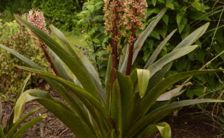 Native to South Africa, this zone 6 plant has overwintered at Rutgers Gardens for close to 10 years! Best sited in full sun, the arching and bold dark purple foliage adds a distinctive touch to the perennial border and also looks great combined with low growing sedges. In late summer, a stout purple-spotted flower stalk rises to 24". Masses of greenish-white flowers appear near the top of the stalk, which in turn sprout a tuft of purple, leaf-like bracts, presenting the image of a Pineapple! clump of swordlike foliage with stalks of greenish pink flowers