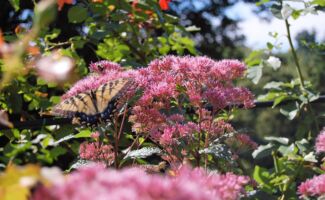 <b>Native!</b> Large mauve pink flower clusters in July and August are highly attractive to butterflies. Unlike many other forms of Joe Pye, Phantom only grows to 4-5’, making it much more manageable in the smaller garden. yellow butterfly on cluster of pink, feathery flowers