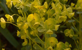 Deer Resistant! Has beautiful yellow bracted flowers in May which appear to float above the thick, leathery evergreen foliage. Great for dry shade! <br/><br/>Featured along the road by the Gift Shop at Rutgers Gardens. cluster of yellow-green flower bracts