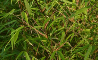 A clump forming bamboo with myriad ¼”-½” stems that initially stretch upwards and then arch outwards, giving the appearance of an umbrella. It is able to withstand more sunlight that other species of Fargesia but is also shade tolerant; it matures to 8’ in height. Zone 5 hardy.<br/><br/>Featured in the Asian Hillside Garden adjacent to the office at Rutgers Gardens. grassy plant with dark stems and narrow green leaves