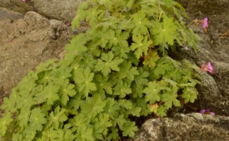 A very underutilized but wonderful groundcover for light shade. Each plant will slowly spread to 18-24” in diameter with large, 3-4” diameter leaves that are sweetly aromatic. As a result of the fragrance, most deer avoid this plant! In late April into early June, the plant is covered with attractive magenta flowers. The foliage turns to reds and oranges during the fall and remains attractive throughout the winter. A very low maintenance plant! compact green plant with pink flower stalks growing on a rock