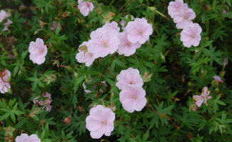Similar to the above, but the flowers are light pink with deep pink veins, and the plant only reaches 9-12” in height. <br/><br/>Featured in the Art Rudolph Memorial Sun and Shade Garden at Rutgers Gardens. delicate, pale-pink flowers with broad petals