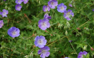 Introduced by Blooms of England, this plant is barely without flowers from spring through summer. Large purple-blue flowers with pale blue centers cover the plant in spring, and continue to bloom through August! Foliage is finely dissected and reaches 15” in height. <br/><br/>Featured in the Blue Chroma Garden at Rutgers Gardens delicate lavender-blue flowers with broad petals