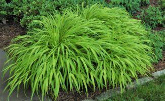 It grows slightly smaller in height than the species with entirely golden foliage. Great for brightening up that shady spot.<br/><br/>Featured in the Art Rudolph Memorial Sun and Shade Garden at Rutgers Gardens. clump of bright green grassy foliage
