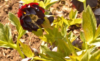 Large, chocolate-purple to nearly black double purple flowers in March and early April. An incredibly taste treat for the garden! deep pueple-black flower with fluffy white center