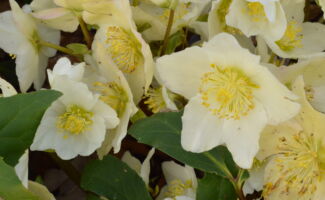 Grey green foliage gives rise to large white flowers in late February or March. During mild winters they will bloom from late December into March! Prefers well-drained soils and protection from the afternoon sun. One of the true great harbingers of spring. open, white flowers with yellow anthers