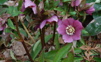 Very vigorous plants, often growing to 20”, which produce pink, white and purple flowers in late winter. Also best grown with some protection from the afternoon sun. <br/><br/>Featured along the fence in the Otkens Memorial Garden at Rutgers Gardens. purple flowers with fluffy white centers