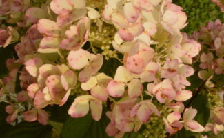 <i>Hydrangea paniculata</i> Fire Light® (Hydrangea) pink speckled flower cluster