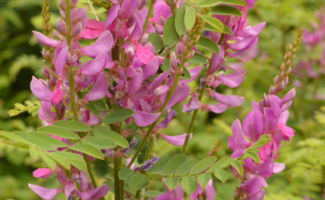<i>Indigofera gerardiana</i> (Indigo) upright spikes of lavender flowers