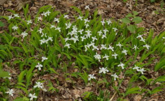 <b>Native!</b> A long blooming and vigorous selection, it has lots of large white flowers accented by yellow crests in May. A moderate spreader and a real spring ‘show-stopper’! swath of green sword-like foliage and white flowers