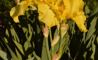 Bright yellow flowers appear in May into June with a very reliable and strong autumn rebloom. Like the above, an amazing flower to see in the autumn! yellow ruffly flower