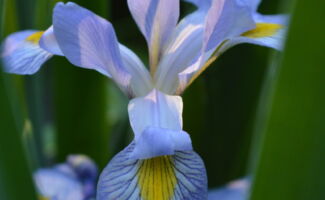 A wetland species that performs well if soils enriched with humus. Produces large, blue-violet flowers in late May. Very vigorous grower to 3-4' tall. <br/><br/>Featured in the Rain Garden at Rutgers Gardens. thin blue flower
