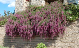A phenomenal perennial which looks great planted atop walls, where the long arching stems can be presented most effectively. Come August into September, the stems are clothed in attractive pink, pea-like flowers! Growing to 5' tall and wide in a garden bed, but able to gracefully arch down over a 10' wall, Bush Clover excels in full sun and in almost every soil type except overly moist. cascading branches of purple flowers
