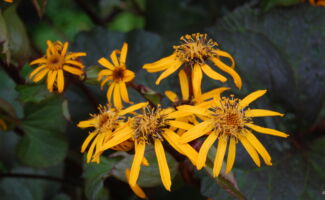 Large, dark purple round leaves, each up to 10” in diameter make this a stunning addition to the moist, shady garden. In August, orange daisy-like flowers are produced, which contrast wonderfully with the foliage. Also makes a great container plant for the shade. cluster of starbust-like yellow flowers