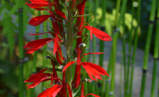 <b>Native!</b> A terrific plant for moist or shady locations in the garden, although it will grow nicely in well-drained soils. Tall spikes of scarlet flowers are produced in June and July, which are great for attracting hummingbirds. <br/><br/>Featured in the Native Plant Garden at Rutgers Gardens. upright cluster of bright red flowers