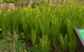 <b>Native!</b> Slowly forming a colony, this fern develops to heights of 4’ in moist shady locations. A beautiful fern, the fiddleheads are edible and considered a gourmet food at many retail establishments. <br/><br/>Featured at the entrance to the Native Plant Garden at Rutgers Gardens. upright sprays of narrow, green fern fronds