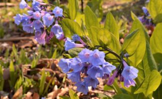 <b>Native!</b> This spring ephemeral features pink buds that transition into blue bell-like flowers on 16-18” tall stems. The flowers appear from late April throughout May. The foliage is an attractive blue-green and remains effective throughout the bloom period, but goes dormant by mid-June. Plants will self-sow lightly. Best in woodland areas in well-drained soils. clusters of blue and lavender tubular flowers