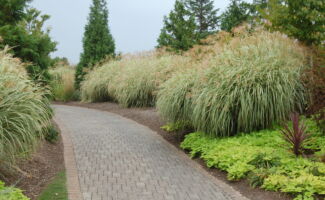 Wide green and white-striped leaves make this 8’ tall plant a knockout! Pink changing to buff-colored inflorescences appear in September. Full sun exposure is best with average draining and fertility soils. very tall clumps of arching, pale green grass with tall, tan, feathery panicles