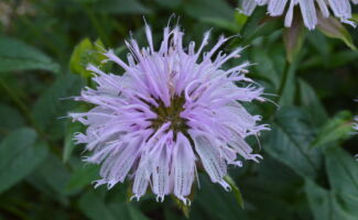 <b>Native!</b> This bee-balm produces pinkish lavender flowers in early summer, which is followed by clean, disease free foliage throughout the summer. Come autumn, the foliage turns to deep purples and persists well into November. Dry site tolerant, deer resistant and dependable! round, spidery, pale lavender-pink flower