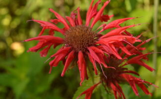 <b>Native!</b> If you are looking to attract hummingbirds, this is the plant for you!! I was in a garden this past summer with 5 hummingbirds fighting over the rights of this plant! Bright red flowers last for up to 6 weeks on 2’ tall stalks. round, spidery redy flower