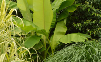 A great plant for foliage and texture in the Garden. The leaves are up to 3’ long and 10” wide. Talk about creating that tropical appearance! Plants will grow to 12’ tall. It is hardy in central NJ if it is heavily mulched for the winter and should be planted where it receives protection from strong winds that will damage the foliage. Plants have proven to be deer resistant at Rutgers Gardens.<br /><br />Featured in the Monocot Garden next to the Sun and Shade Garden at Rutgers Gardens. enormous, upright, braod, green leaves